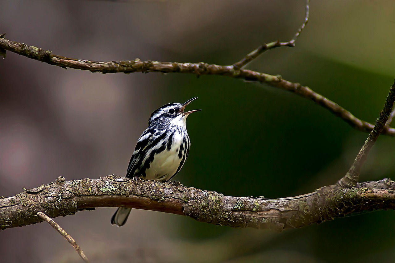 black-and-white-warbler-7011235_1280-1